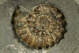 Ammonite (Xipheroceras) Fossil In Concretion - England #316258-1